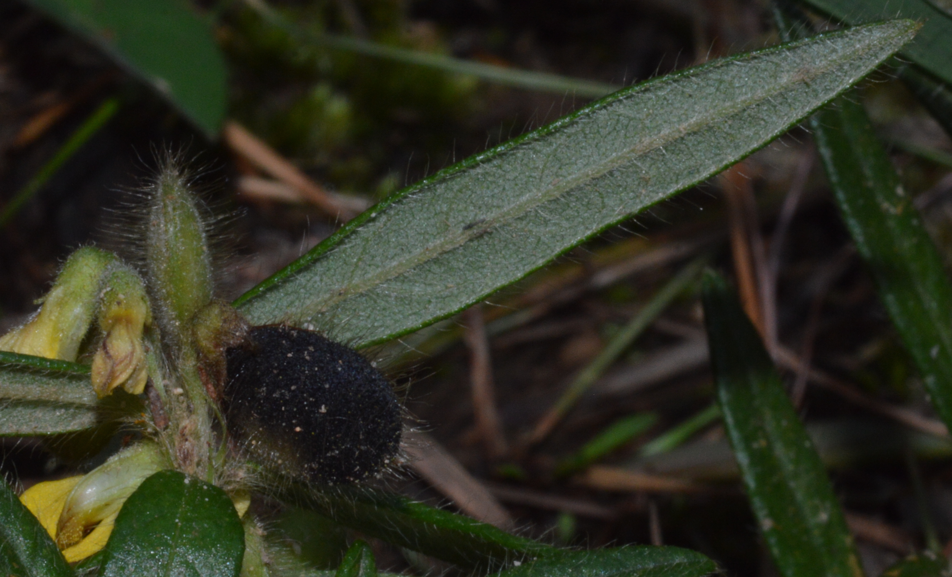 Eriosema eFlora of India